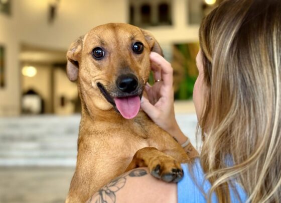Como denunciar maus tratos a animais à polícia sem sair de casa?