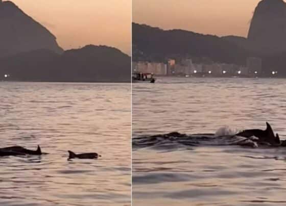Golfinhos encantam banhistas no Rio e indicam boas condições de praia