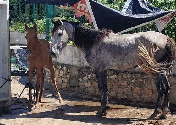 Polícia Civil resgata cavalos em situação de maus-tratos no bairro Santa Maria, em Aracaju