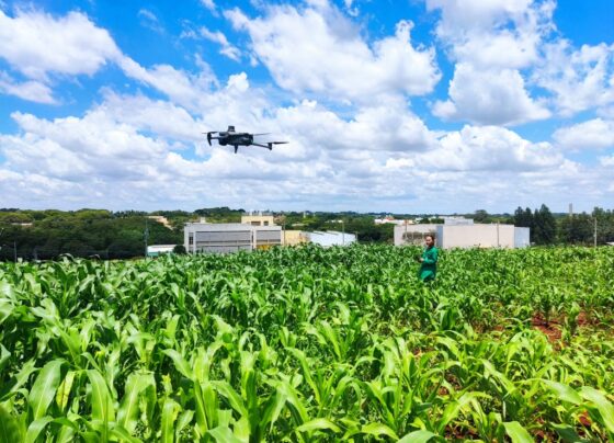 Produção do milho primeira safra deve saltar 38% em São Paulo