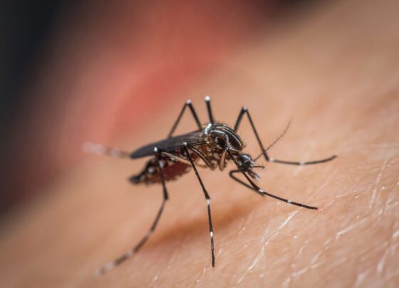Simão Dias está entre municípios com maior infestação do Aedes em Sergipe