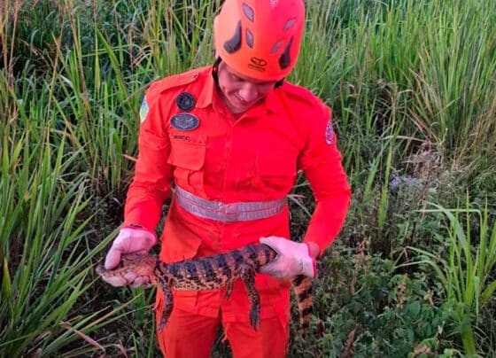 Filhote de jacaré é resgatado em quintal de residência em Lagarto