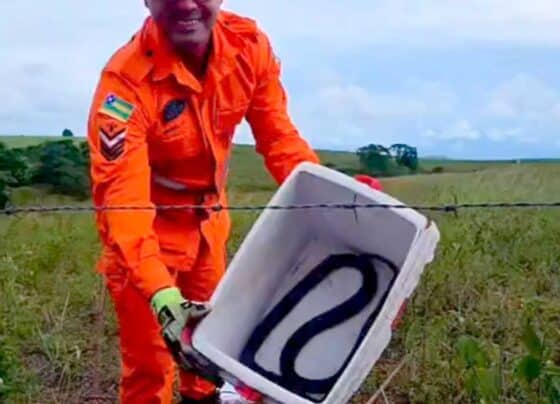Cobra é resgatada dentro de residência em Riachão do Dantas