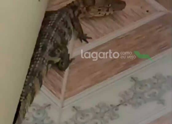 Filhote de jacaré é encontrado dentro de residência no povoado Carcará, em Lagarto