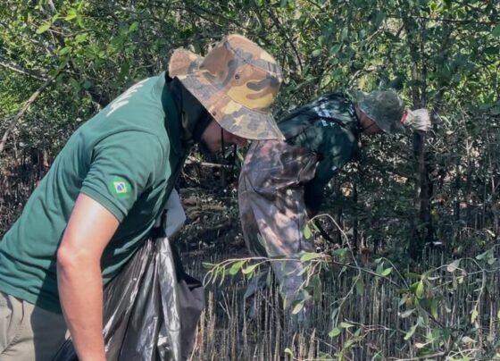 Fundação Florestal intensifica ações para conter o avanço de mangue-maçã no litoral de SP