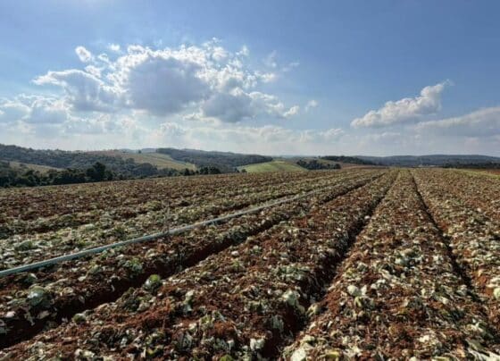 Governo de SP libera R$ 5 milhões para produtores afetados pelas chuvas em Ibiúna e Piedade