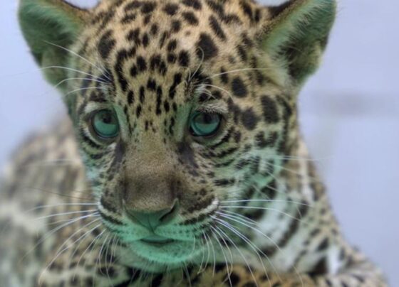 Onça-pintada nascida no BioParque Vale Amazônia ganha o nome de Xingu