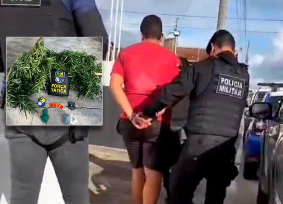Polícia Militar apreende plantação de maconha e prende suspeito em Riachão do Dantas