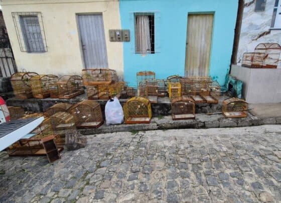 Polícia Militar resgata 29 aves silvestres em Laranjeiras – P.M.S.E.