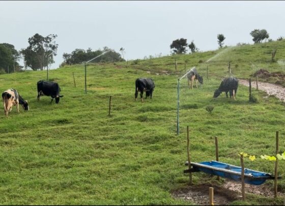 Refloresta SP transforma propriedades no Vale do Paraíba