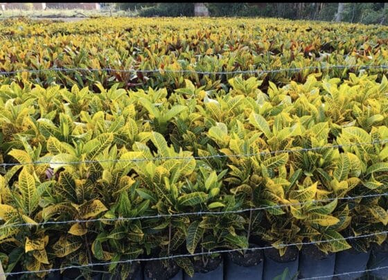 BNB aplica R$ 13 milhões em crédito para flores e plantas ornamentais em Sergipe