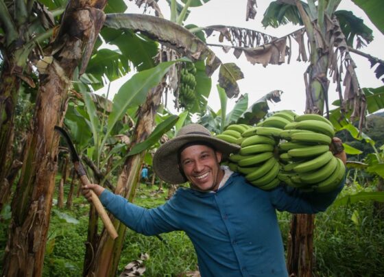 Vale do Ribeira conquista indicação geográfica de banana e se consolida como potência nacional da fruta
