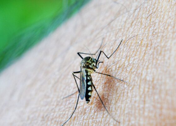 OMS: dengue é indicador da relação mudanças climáticas e arboviroses