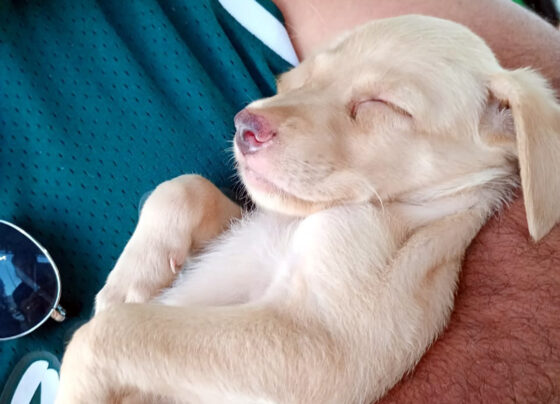 Campanha de adoção busca novos lares para cães e gatos em Aracaju