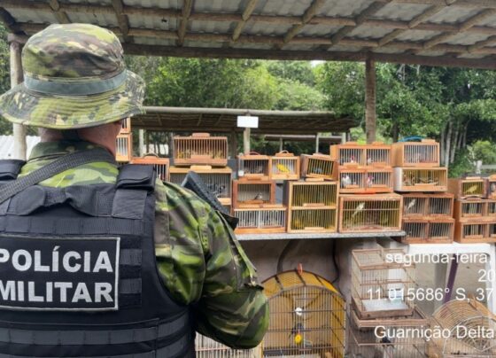 Ação conjunta entre PMSE e Adema resulta na apreensão de 155 aves silvestres em Lagarto – P.M.S.E.