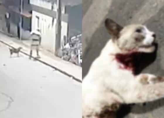 Crueldade: dono incentiva seu Pit bull a matar gatos no interior