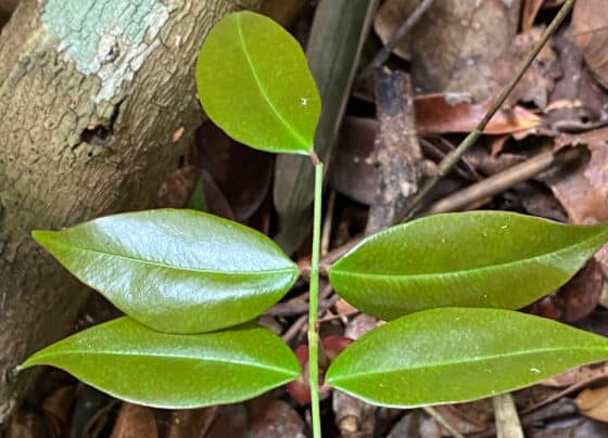 Estudo aponta ação de planta medicinal contra vírus da Covid-19
