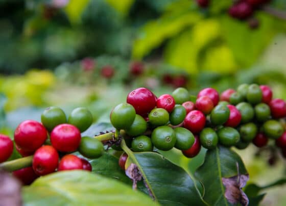 Governo de SP junta-se à União Europeia para apoiar produtores rurais em novas exigências ambientais