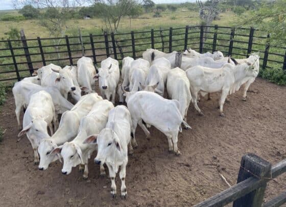 BNB aplica R$ 46 milhões em produções agroecológicas em Sergipe