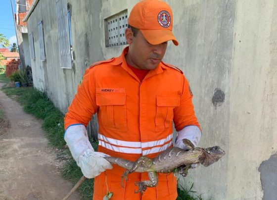 Bombeiros resgatam iguana em residência no Mosqueiro e devolvem ao habitat natural