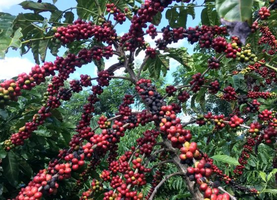 Exigências regulatórias da UE podem embarreirar pequenos cafeicultores