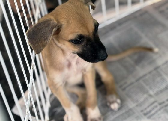 Adasfa realiza ação de adoção animal neste sábado (4), em shopping de Aracaju