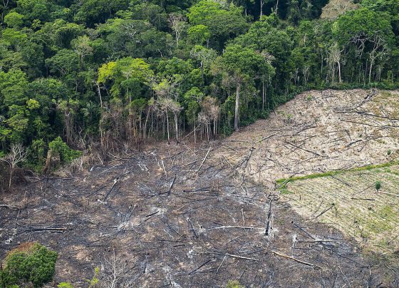 Amazônia registrou menor nível de desmatamento para um 1º semestre em uma década, revela Inpe