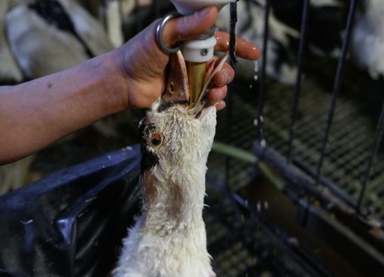 Brasil proíbe produção e comercialização de foie gras