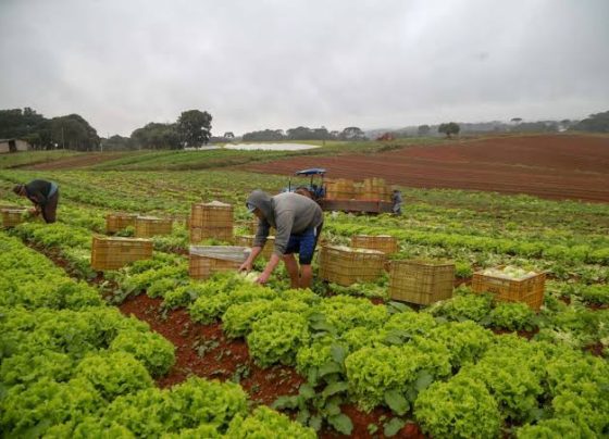 Decreto adia exigência de CNPJ a autônomos e produtores rurais para janeiro de 2027