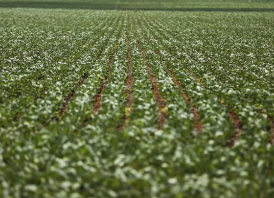 Entenda impasse entre bancada do agro e governo sobre dívidas rurais