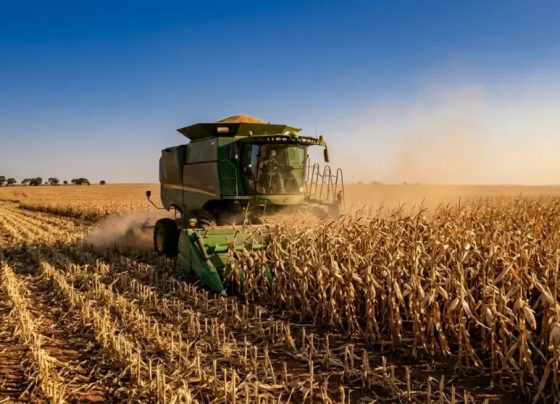 Estudo aponta que El Niño pode culminar em superoferta de grãos na América Latina
