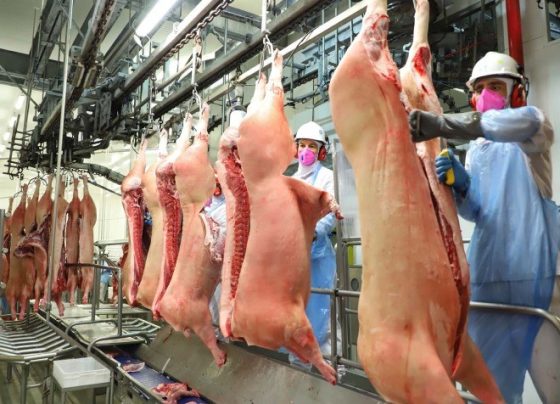 Exportações de carne suína aumentam no primeiro semestre e devem alcançar recorde em 2026