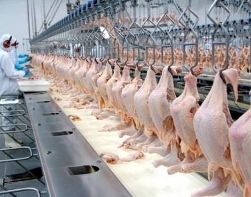 Exportações de frango do Brasil devem crescer mais de 10% em 2026