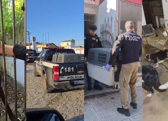 Homem é preso nesta segunda-feira (13) por maus-tratos após Polícia Civil resgatar 22 cães em Estância
