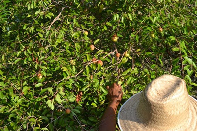 MPF recomenda que Prefeitura da Barra garanta direitos de catadores de mangaba