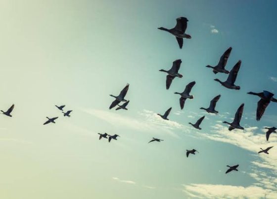 Mais da metade das espécies de aves migratórias do mundo está desaparecendo