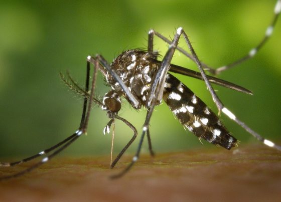 Ministério da Saúde alerta sobre possível aumento de casos de arboviroses em decorrência do El Niño
