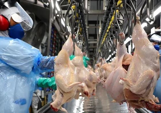 Neste ano, exportações de carne de frango registraram melhor primeiro semestre da história