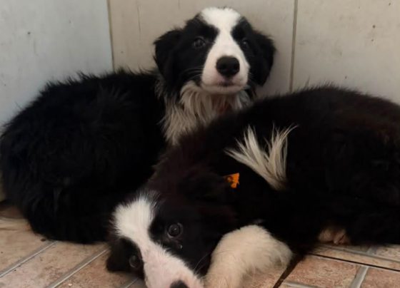 Prefeitura presta atendimento veterinário a cães resgatados de canil