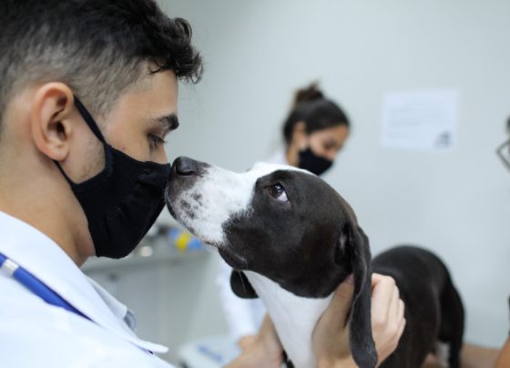 Sergipe terá clínica pública de atendimento animal, informa deputada estadual Kitty Lima