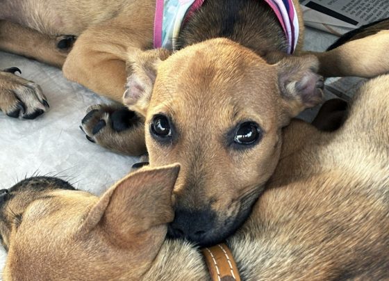 Adasfa e shopping em Aracaju promovem ação de adoção animal neste sábado (8))
