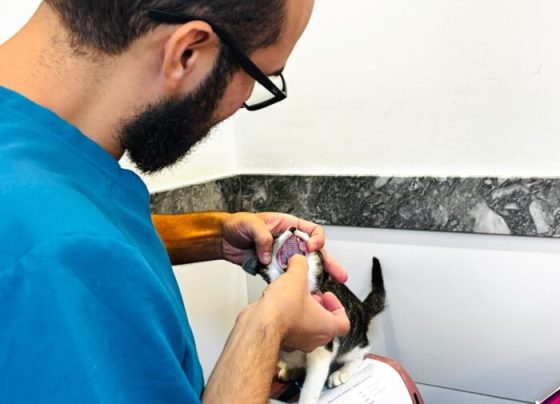 Aju Animal realizou 389 atendimentos a cães e gatos em julho