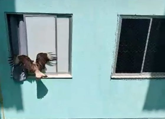 Bombeiros resgatam dois carcarás presos em área de ventilação de condomínio em Aracaju