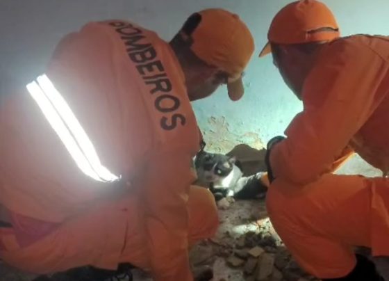 Bombeiros resgatam um gato preso entre as paredes em residência em Aracaju