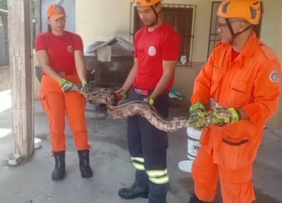 CBMSE resgata de jiboia com mais de dois metros no bairro Coroa do Meio