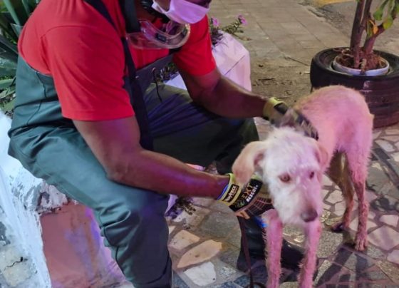 Cachorro preso em canal é resgato no bairro 18 do Forte, em Aracaju