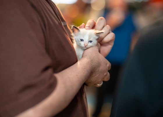 Campanha de adoção animal acontece neste sábado no RioMar em Aracaju