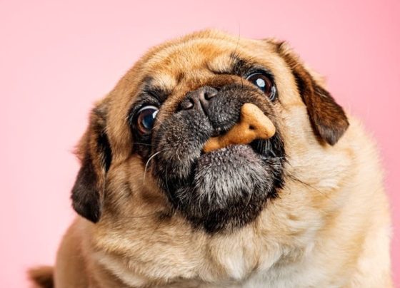Carinho em forma de comida pode levar pets à obesidade