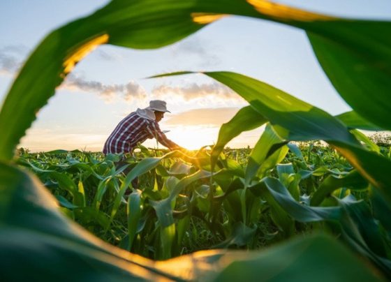 Crédito rural cresce 8,3% em Sergipe e chega a R$ 1,8 bilhão, aponta BC