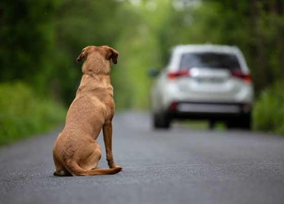 Deputados federais aprovam suspensão de CNH de quem abandona animais na rua